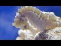 A moment in the life of a captive bred seahorse - just for fun