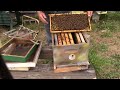 Checking 8 frame hive with capped queen cell and what we are going to do