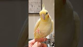 Check Out Tweety The Atiel Singing A Super Cute Cookie Song