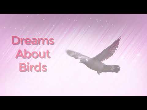 Video: Why do birds dream in a dream