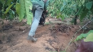 Bẫy gà rừng sáng ngày  ( 20/2/2020 ) tưởng chừng như mơ bổi về nhanh quá