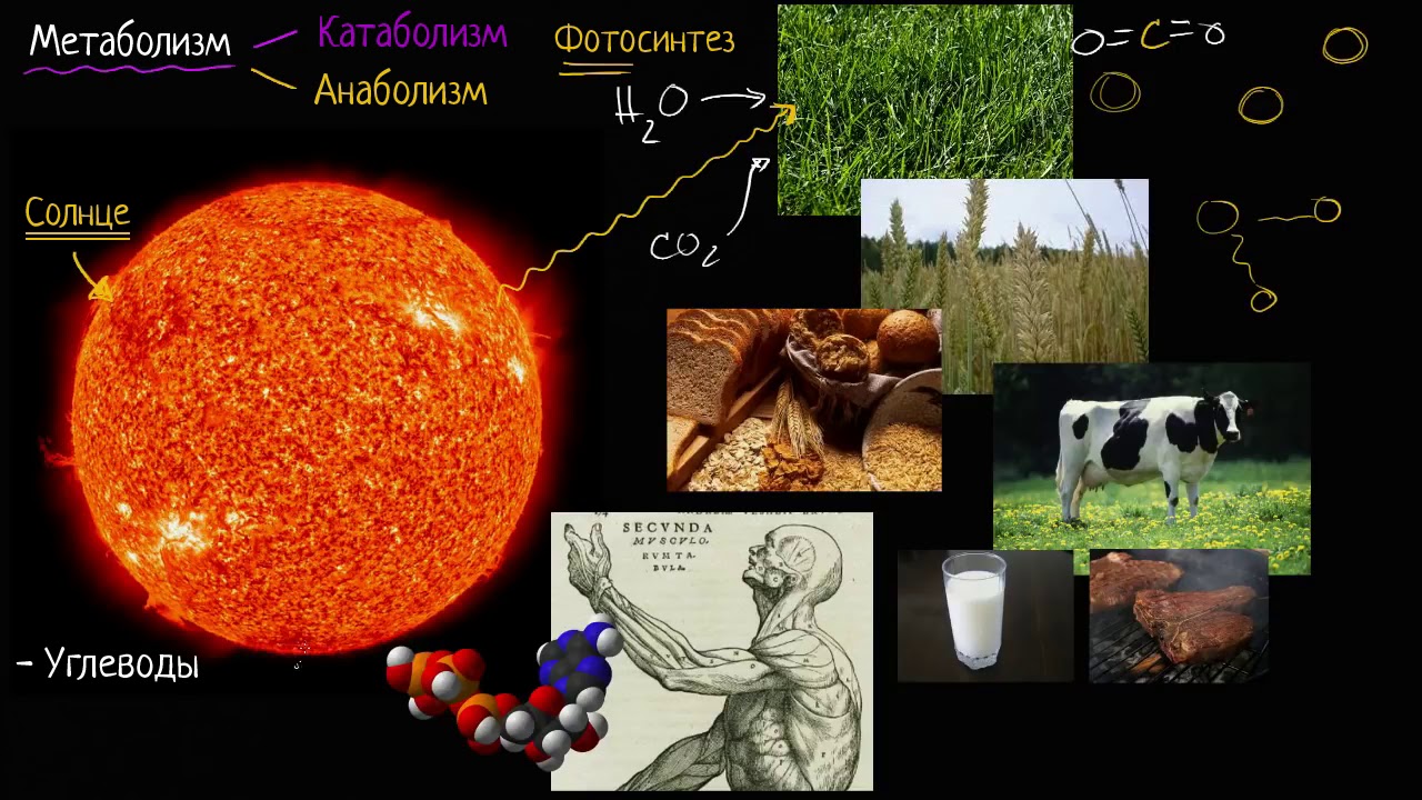 Круговорот энергии на нашей планете (видео 1) | Энергия| Биология - YouTube