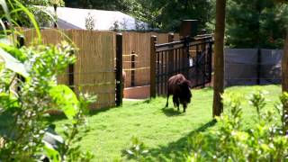 American Bison Return to Smithsonian's National Zoo