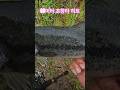 탑워터 60 미터 초장타 히트