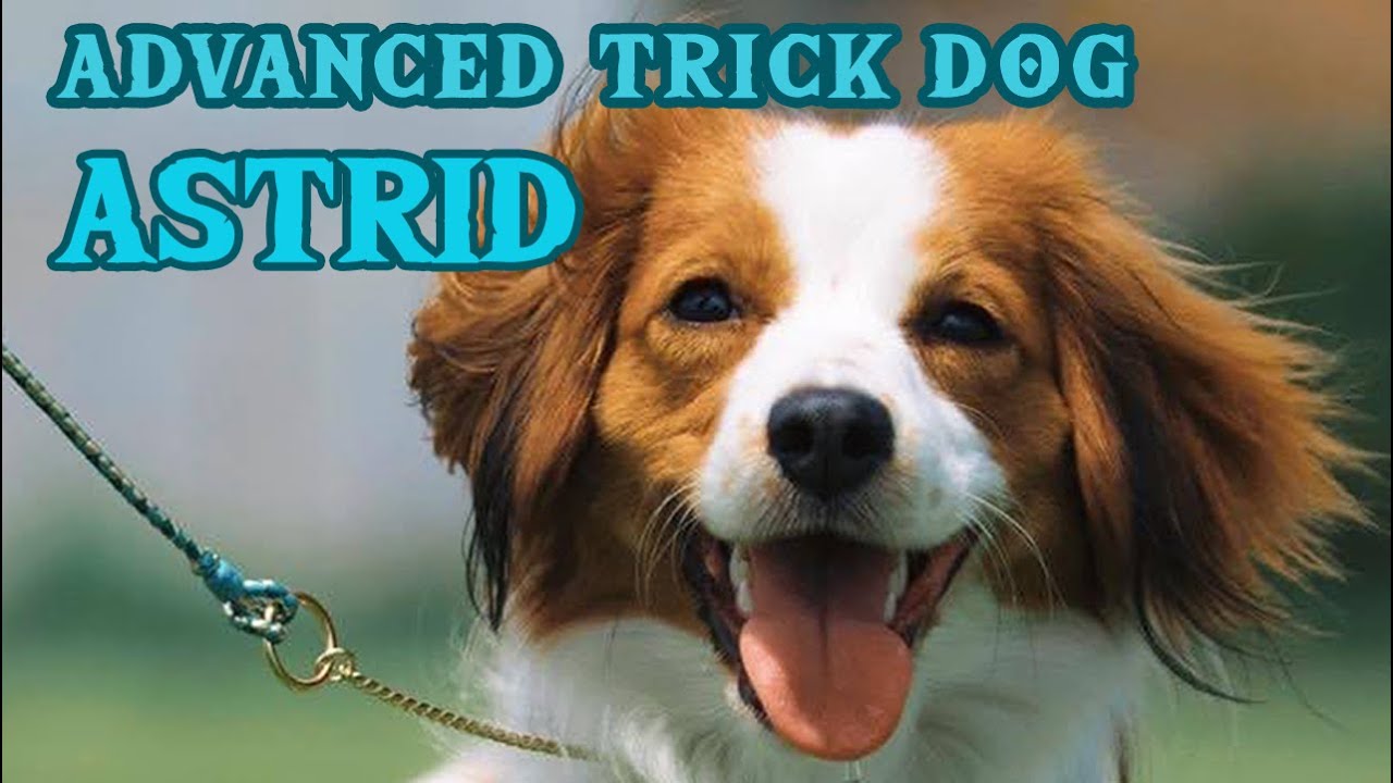 Astrid the Kooikerhondje - AKC Advanced Trick Dog