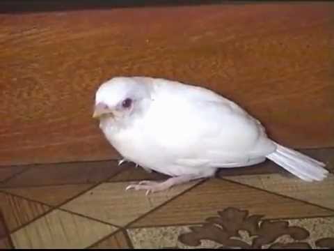 白いスズメ 白い雀 白いすずめ White Sparrow Youtube