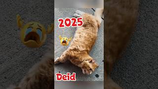Cat Memes Sad Moment (Then Vs Now) Memes-7