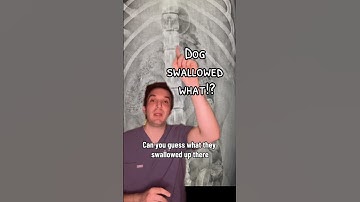 Dog x-ray #veterinatian #science #doctor #medicine #medicalstudent #doctors #medicalschool #xray