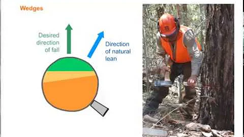 Falling trees away from their natural lean using a chainsaw