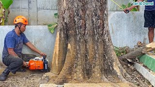 In the middle of the cemetery  !! Cutting down old teak trees   Stihl MS 881 chainsaw