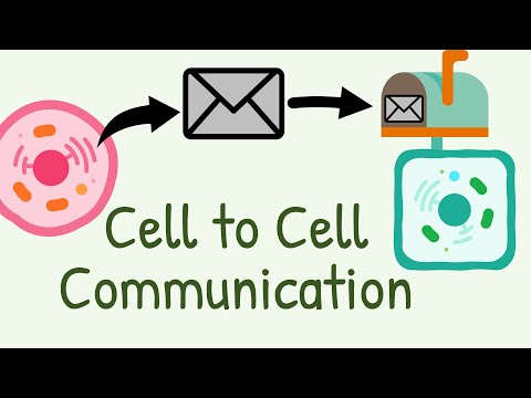 וִידֵאוֹ: מדוע חשובה יכולת התאים לתקשר עם תאים אחרים?