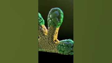 Early Pancreas Development  in Embryos | Medical Animation #medical #science #biology