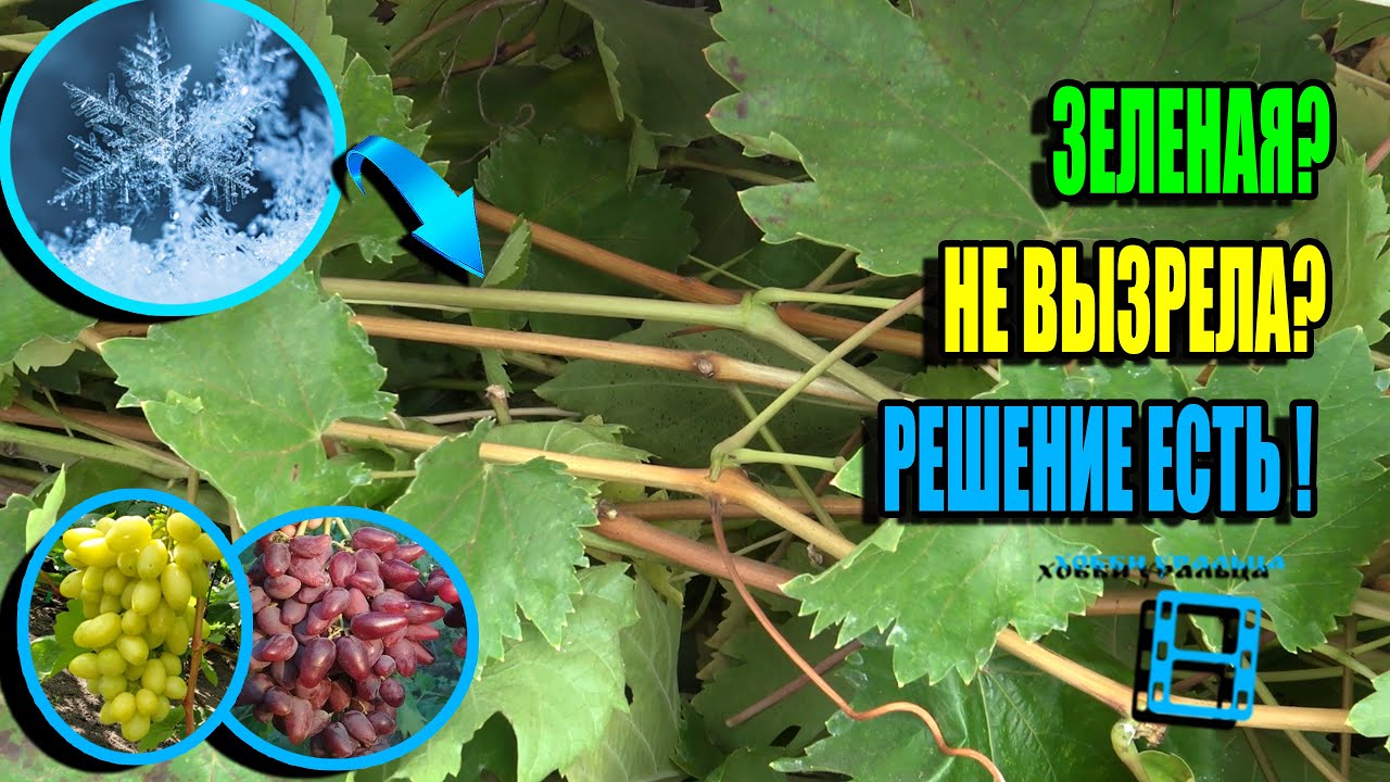 ТАК ТОЧНО ЛОЗА ВЫЗРЕЕТ! + ЗАЩИТА ВИНОГРАДА ОТ СИЛЬНЫХ ЗАМОРОЗКОВ. СЕВЕРНЫЙ ВИНОГРАДНИК 23-38