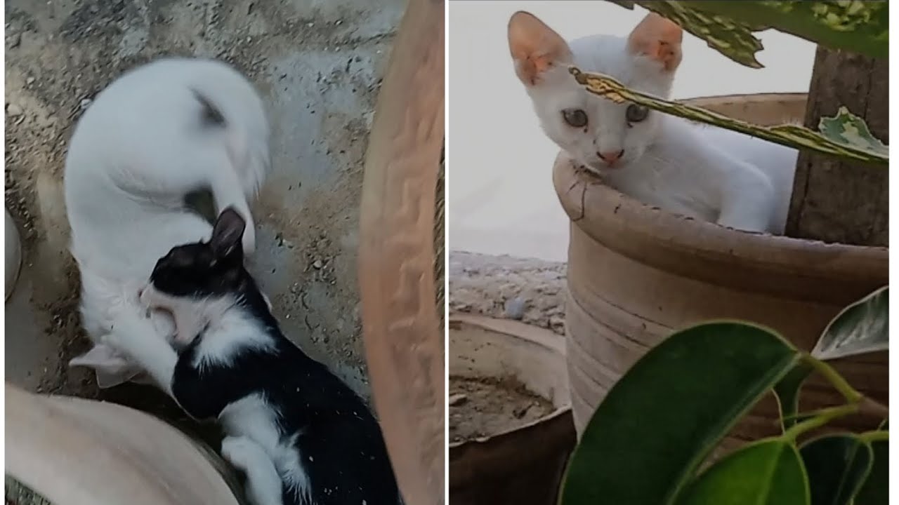 Ugly cat ke bacchon Ka Naam Rakh Diye🐈‍⬛😺😄 petsvlogs cat pets 