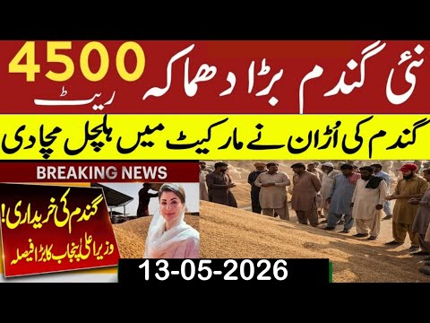 Today Wheat price in punjab//گندم کا ریٹ2026/munji makki till sarso/Galla mandi rate today 2026