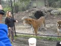 Siberian Tigers in North Myrtle Beach, S.C.