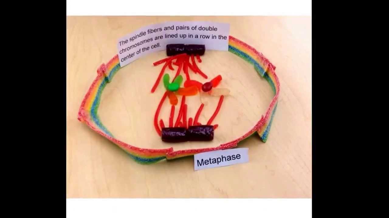 Stop Motion Mitosis - YouTube