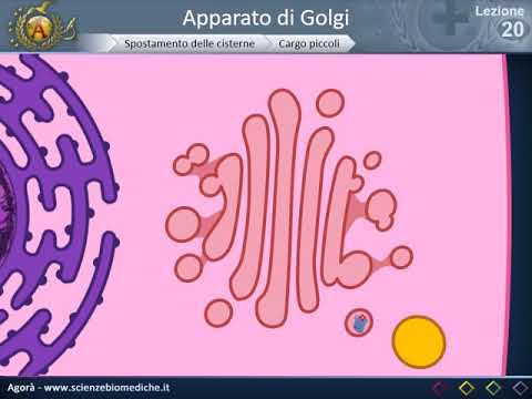 Citologia 20 -  Apparato di Golgi (volume normale)