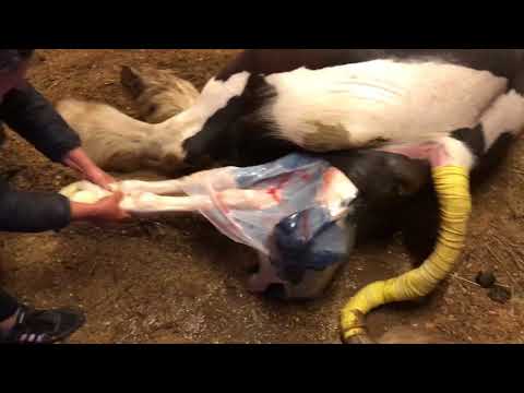 Video: Fødselsesong For Hester Og Kyr - Fødsel På Gården