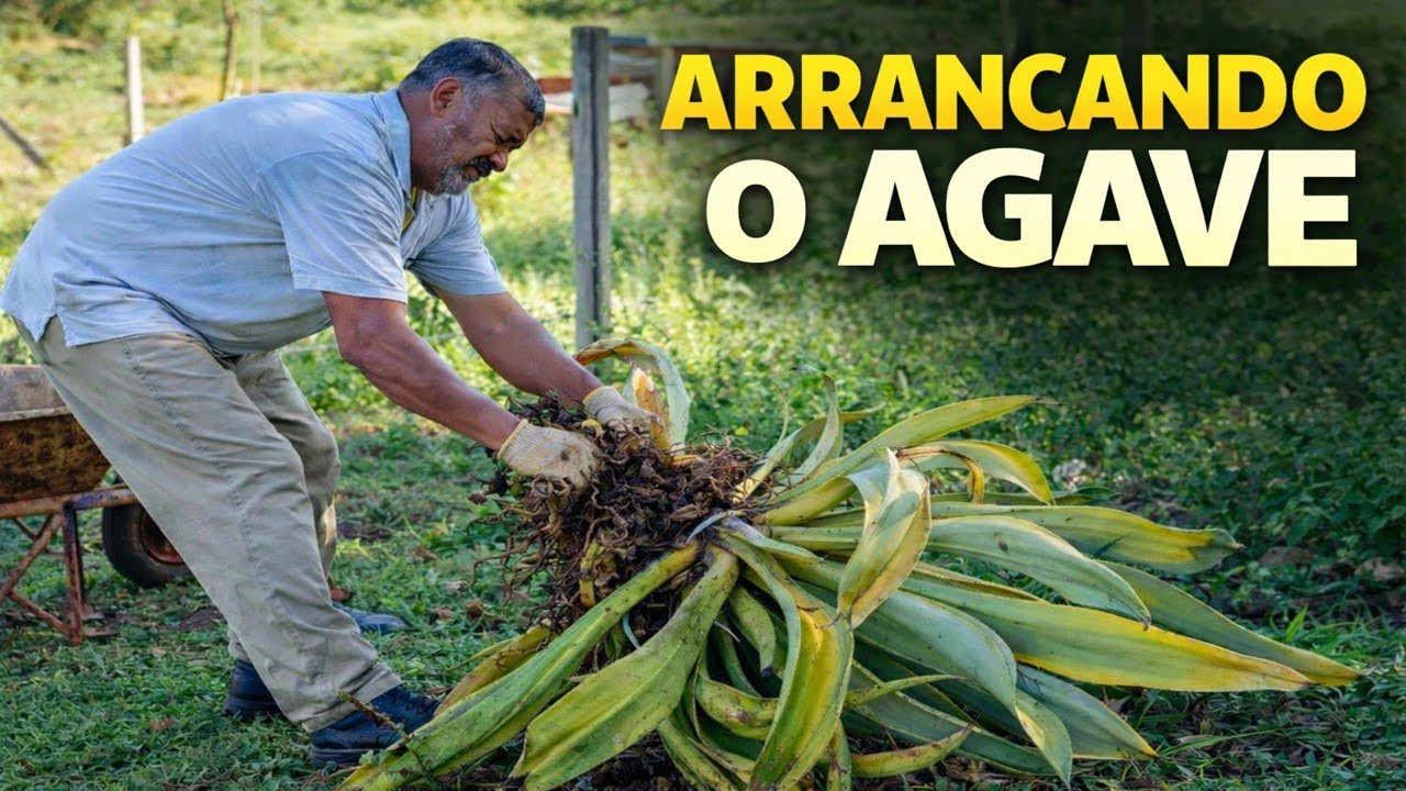 Arrancando o agave 💪🌿Isso deu trabalho! 
