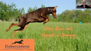 What is it like to work with Dobercademy. How prey drive helps with training. Sharon 27 May 2026