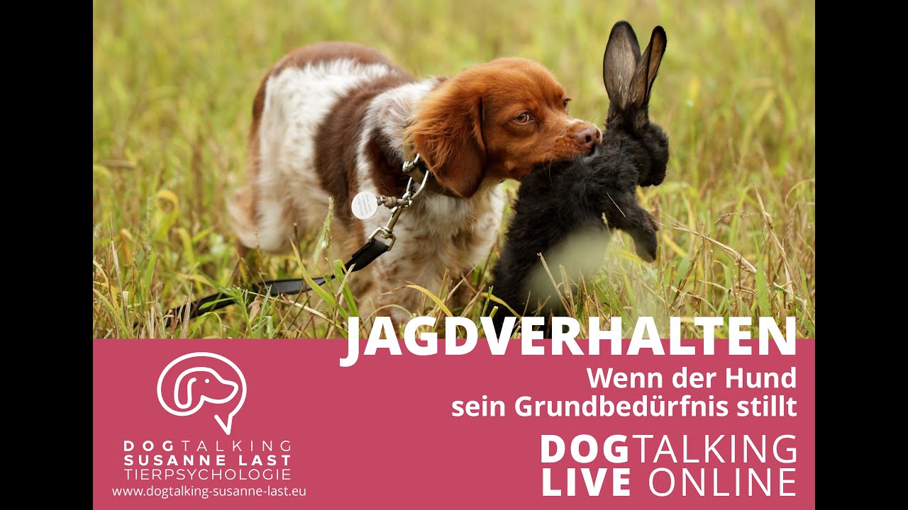 Jagdverhalten - Wenn der Hund sein Grundbedürfnis stillt