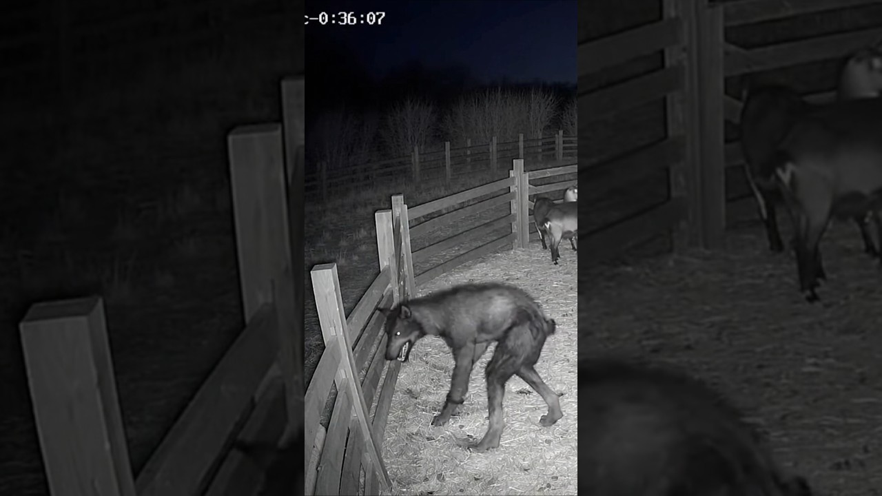“Man Transforms Into Wolf at Goat Farm — AI generated CCTV Horror!”