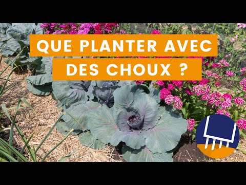 Vidéo: Compagnons de plantes de choux de Bruxelles : compagnons appropriés pour les choux de Bruxelles