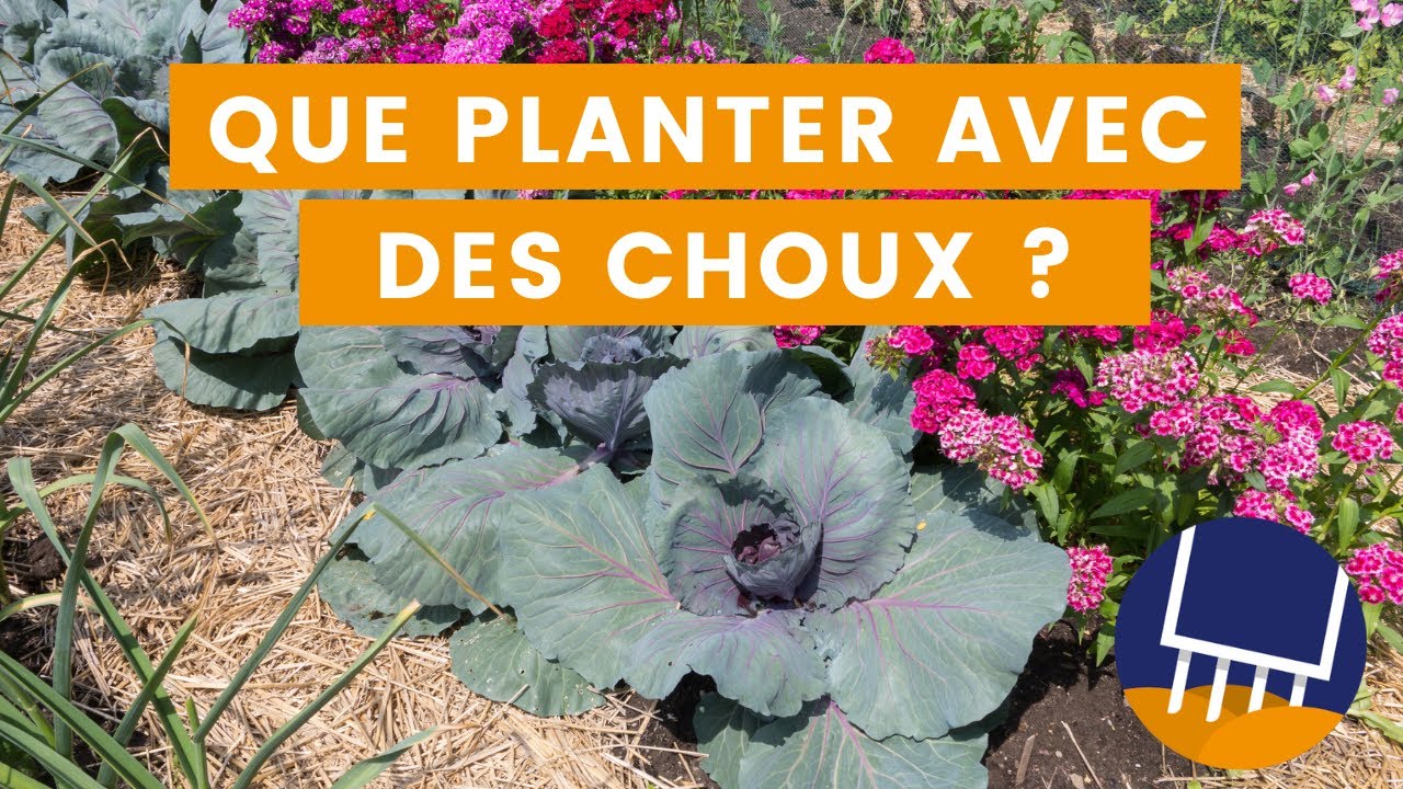 Que planter avec des choux ? Légumes et fleurs compagnes.