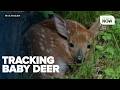Michigan State University tracks white-tailed deer fawns for important research