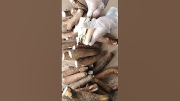 Cool, !! The technique of peeling cassava skin easily uses this tool #shorts