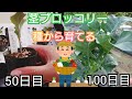 茎ブロッコリー/スティックセニョール/家庭菜園/2021年