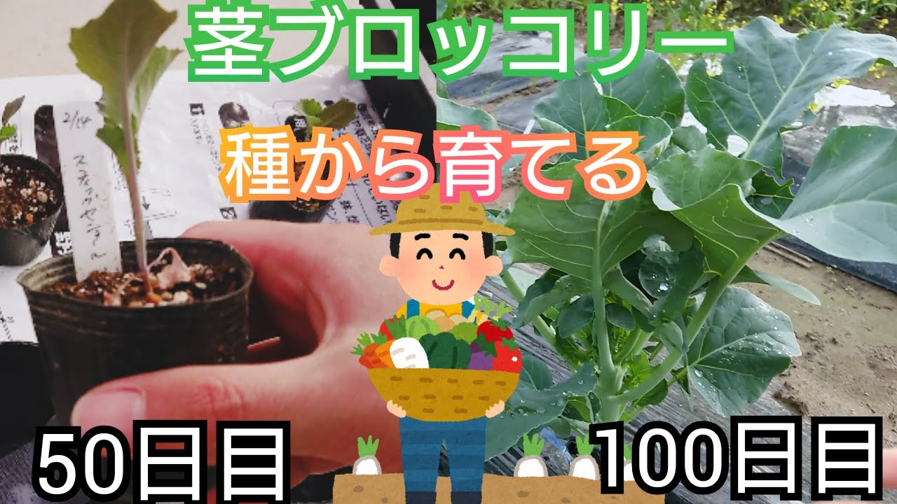 茎ブロッコリー スティックセニョール 家庭菜園 21年 Youtube