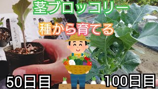 茎ブロッコリー/スティックセニョール/家庭菜園/2021年