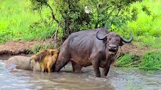 Buffalo Herd Rallies To Rescue One Of Their Own From Lion Attack
