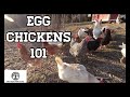 Beginners Guide To Egg Laying Chickens - Egg Chickens 101
