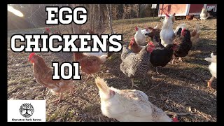 Beginners Guide To Egg Laying Chickens  Egg Chickens 101