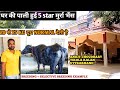 यकीन नहीं होता 💥 5 STAR ⭐ MURRA BUFFALO || अगर हरयाणा मै ये भैंस होती तोह शायद कीमत लाखो मे होती ||