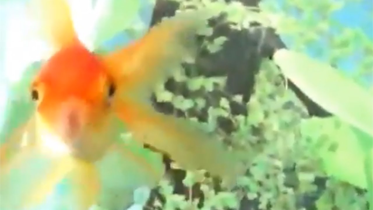 fancy goldfish price Bubbles and Herbet; long time no see video