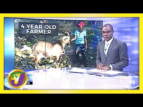 4 Yr Old Farmer in St. Elizabeth Jamaica | TVJ News