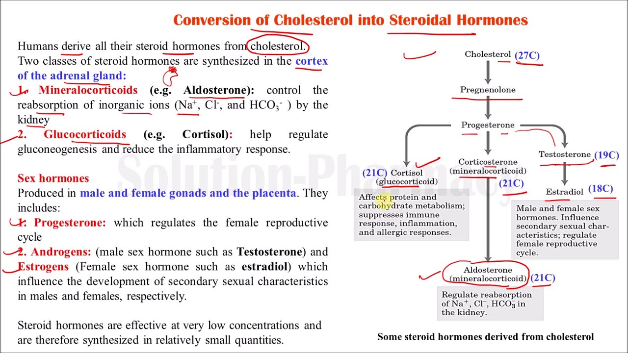 (37) Steroidal Hormones Synthesis in Our Body | Conversion of ...