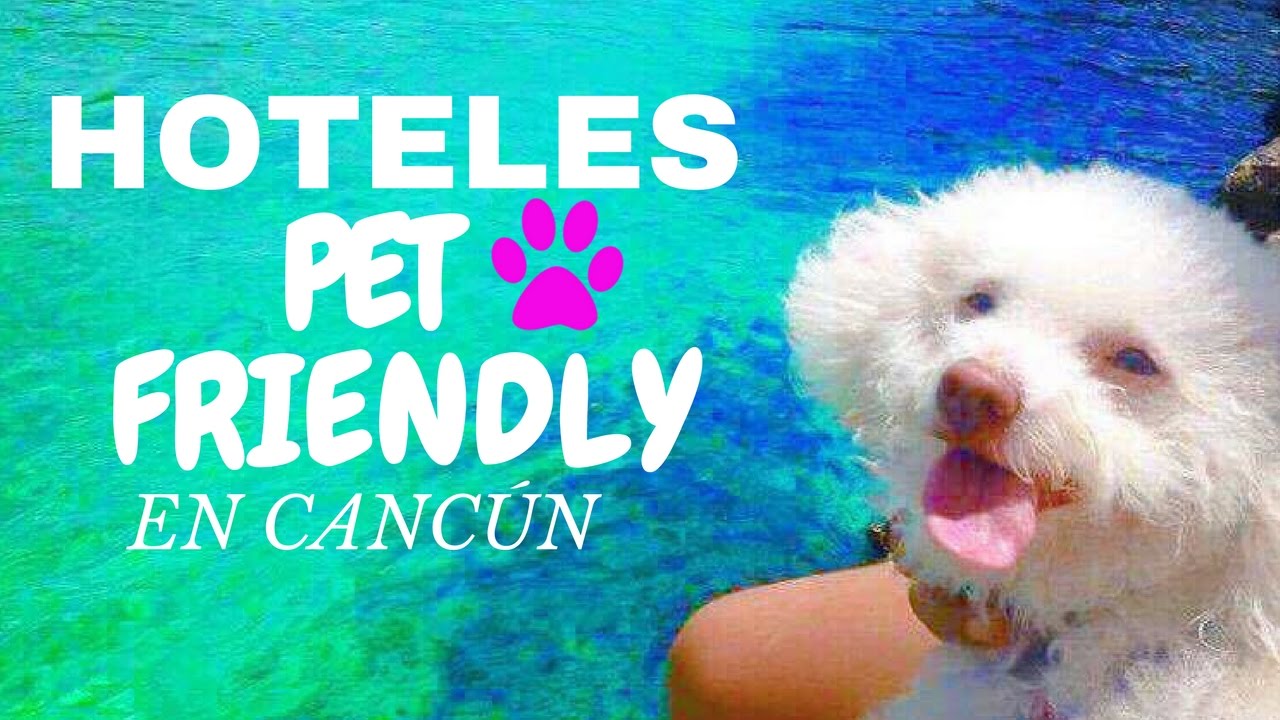 Hoteles pet friendly a tu mascota de vacaciones - YouTube