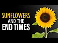 The End Time Sunflower Prophecy