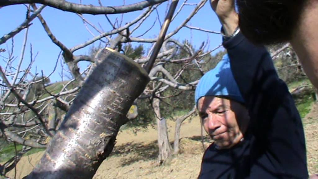 Innesto a corona ciliegio - Bucchianico