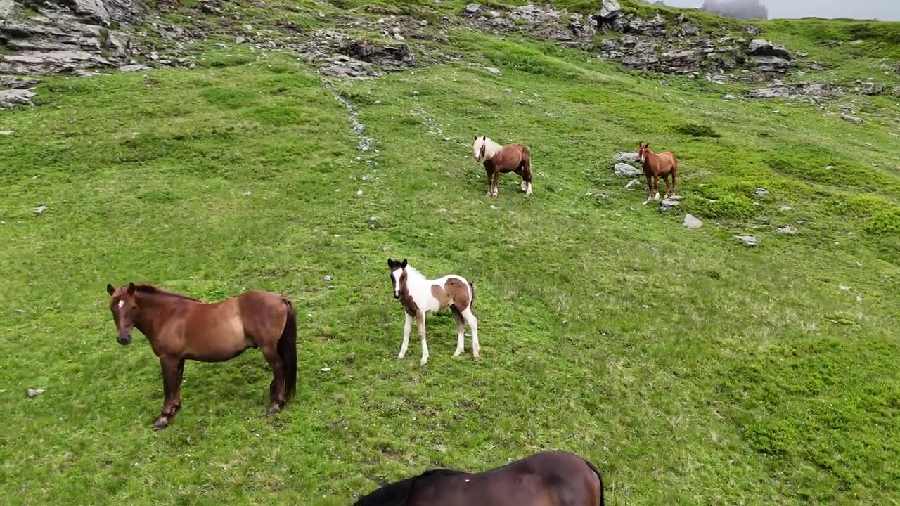 Malet e Sharrit-Pllati