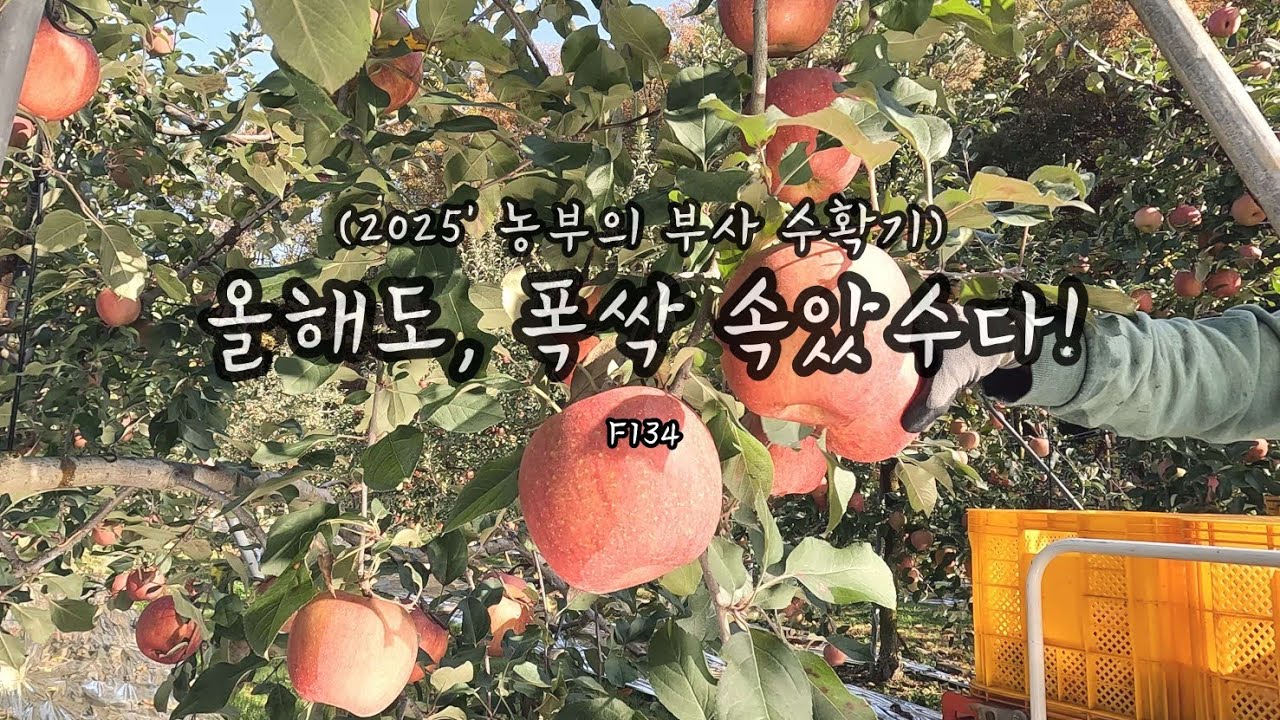 ф사과 농부의 수확 마무리🍎ㅣF134ㅣ 올해 농사 끝~ 진짜! 완주 성공! 2025!🥇