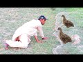 Best trapping quails No:01 || Quail hunting using net || How to catch quail || Raptors Today