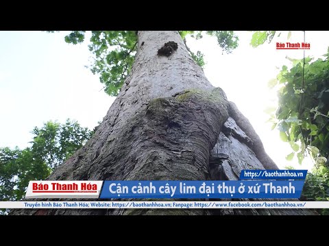 Video Cây lim đại thụ 