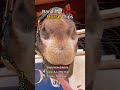 Ranking Funniest Horse Clips!