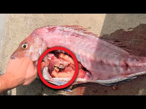 Женщина чуть не сошла с ума, когда обнаружила это во время чистки рыбы!